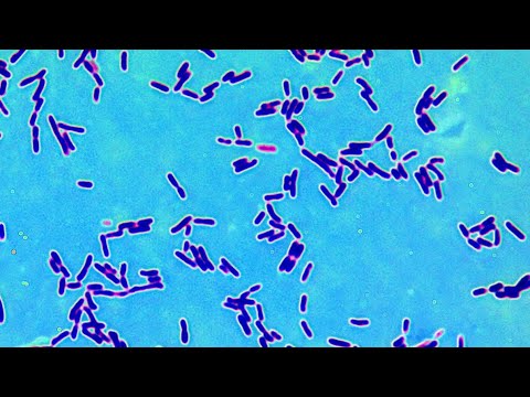 Lactobacillus под микроскопом